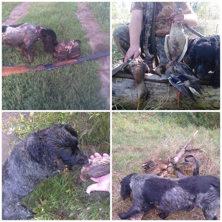 collage Терии.jpg