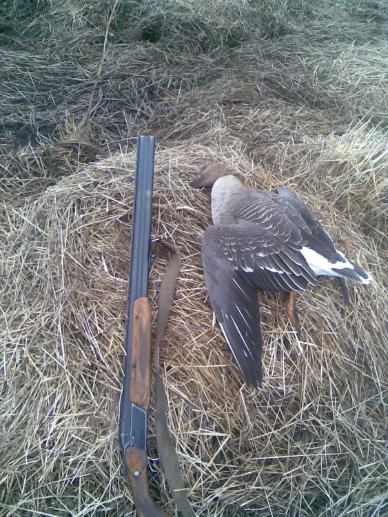 Ружье и гусь.jpg