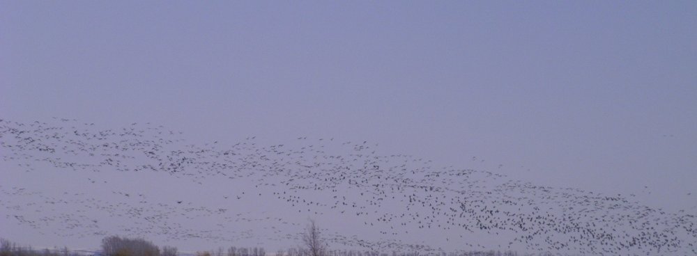 перелет гуся.JPG