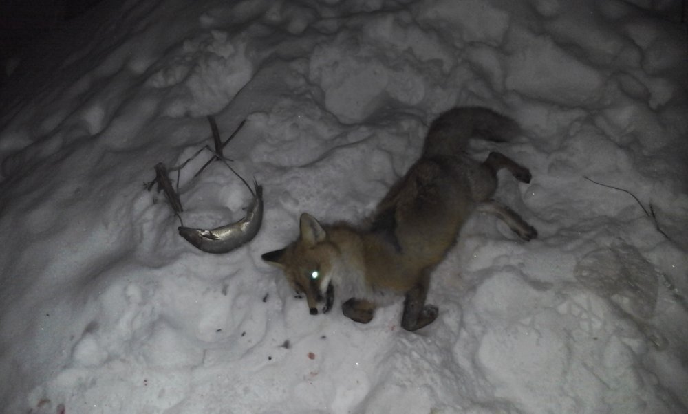 Изображение 006.jpg