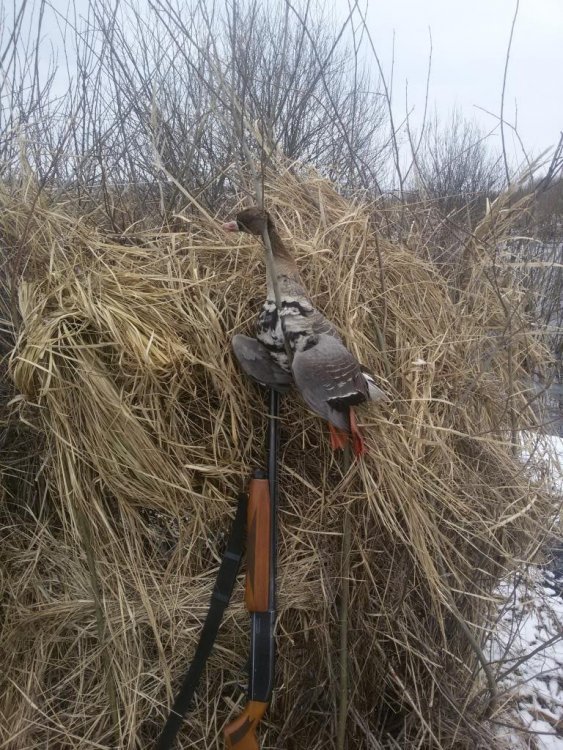 2017-04-01 10-11-52 сжатый.jpg