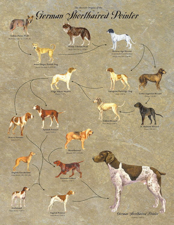 German Shorthaired Pointer Ancestry.png