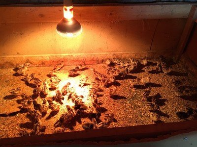 2017-05-27 11.48.32_thumb.jpg