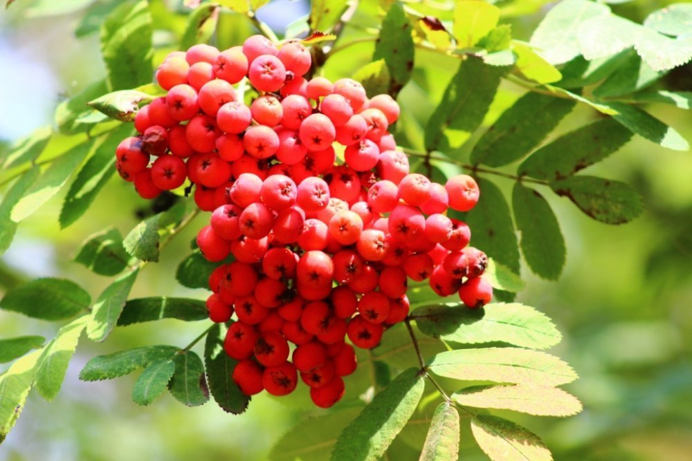 IMG_2501 форум.jpg