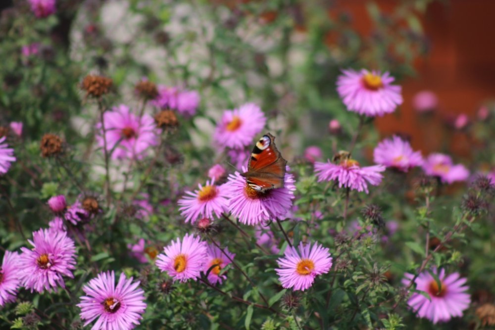 IMG_2516 форум.jpg