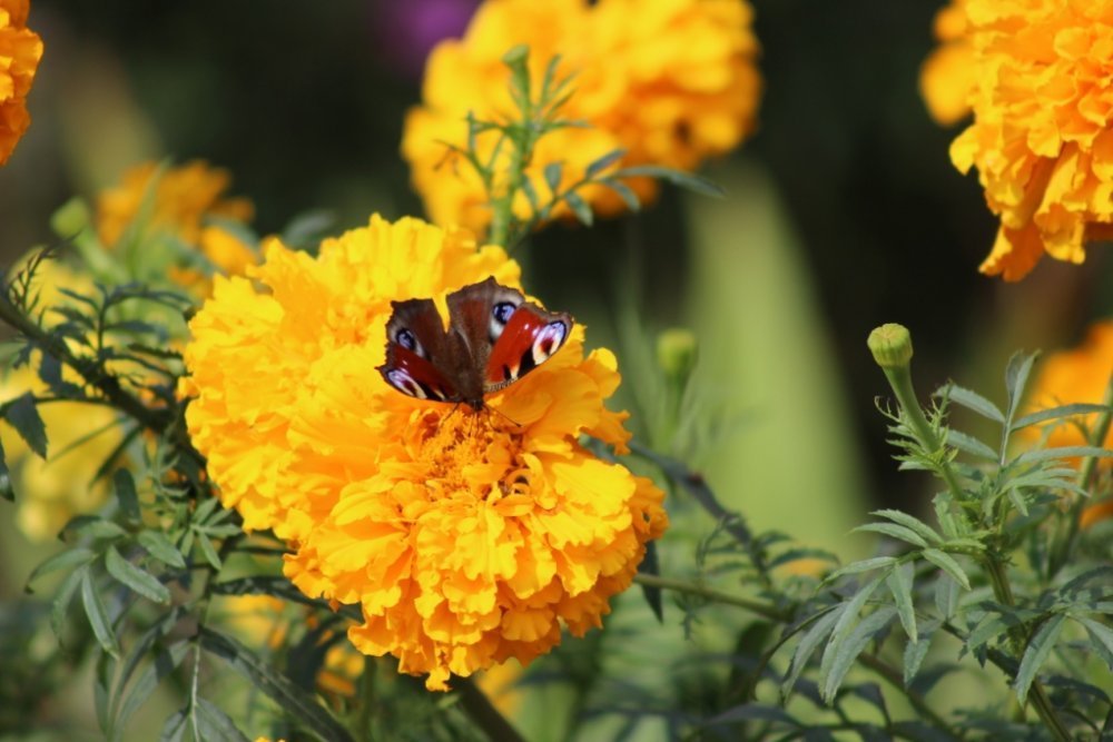 IMG_2518 форум.jpg