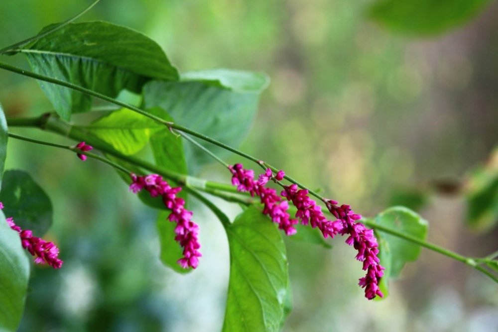 IMG_2496 форум.jpg