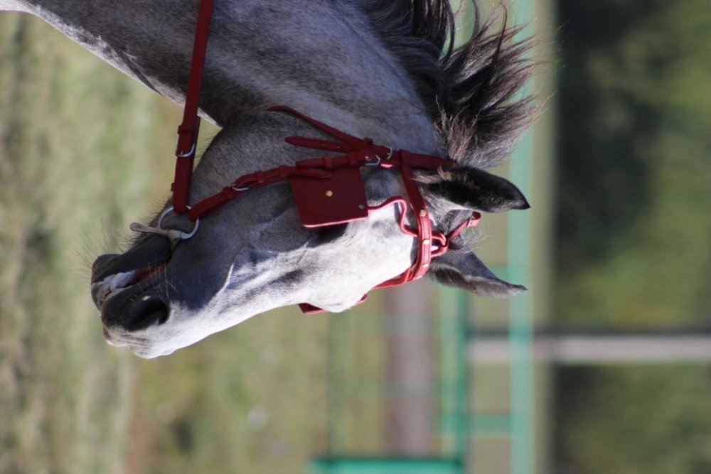 IMG_2608 форум.jpg