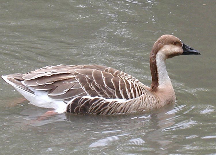 Swan_goose_arp.jpg.d35d3b9611acc34e098b091d000ae6f8.jpg