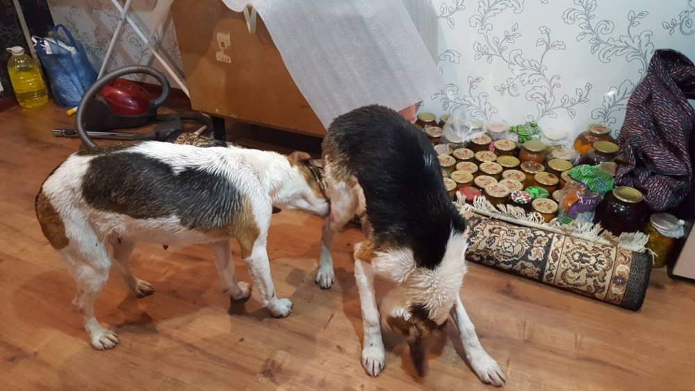 image-0-02-05-f53555d7393818b33592348f801347b1749bbc25cd928dd9013d5e64f9a73c63-V (1).jpg