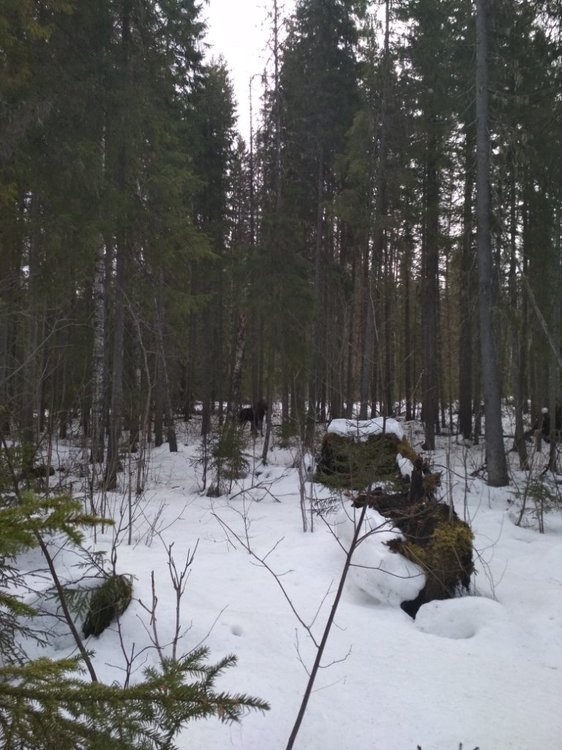 лосик притворился пнем.jpg