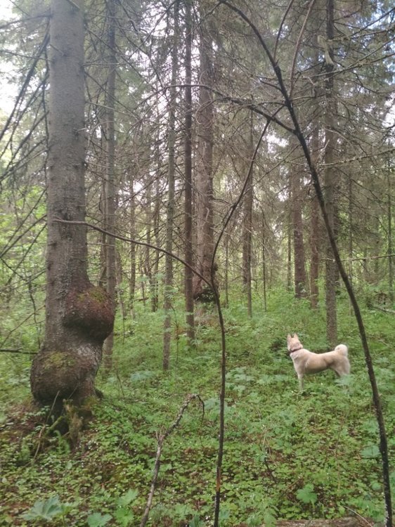 лесные причуды 2.jpg