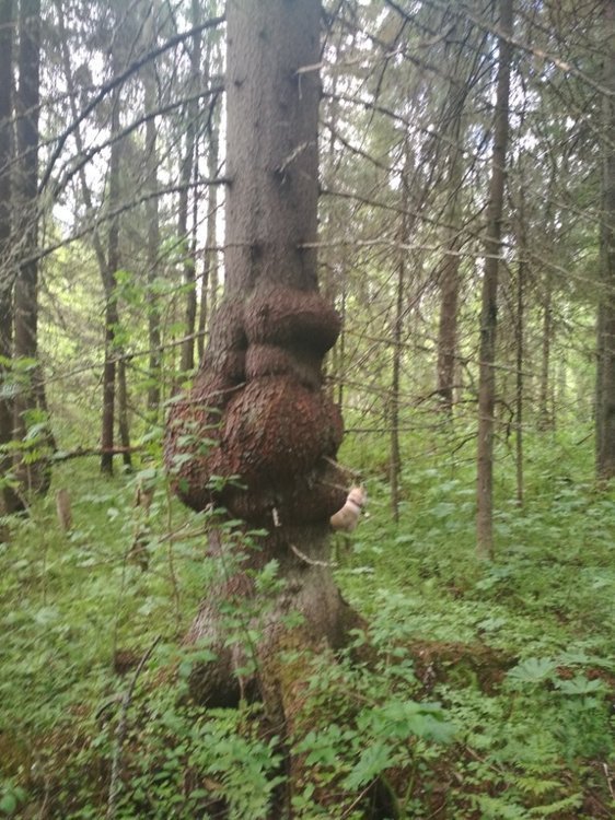 лесные причуды.jpg