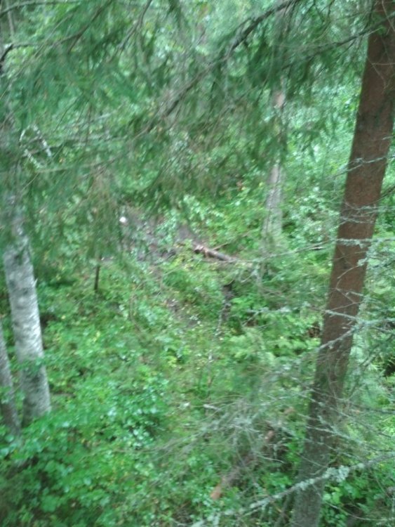 сзади вид на солонец.jpg