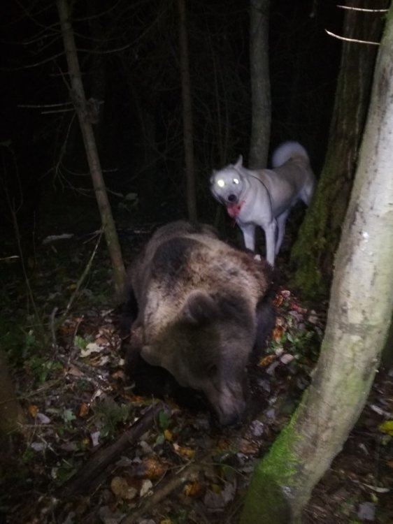 мишка добор.jpg