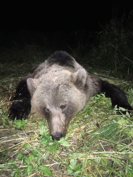 миха поле.jpg