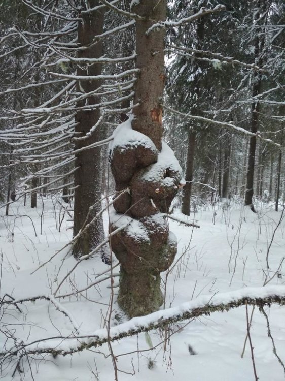 фото чуда-юда.jpg