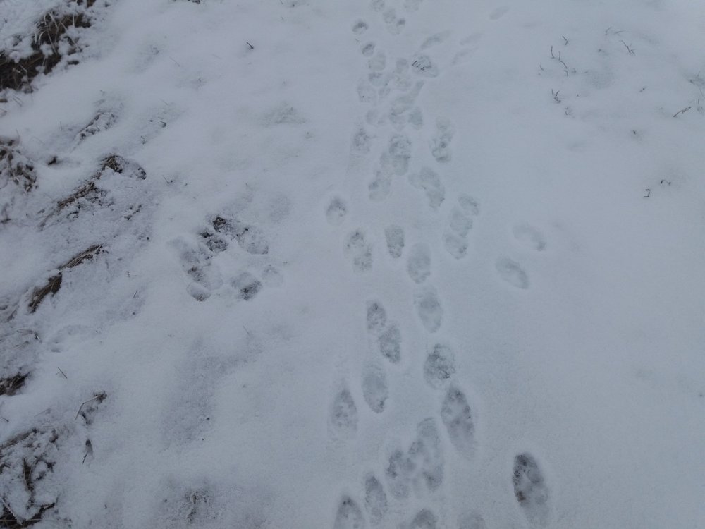 многоследица 2.jpg