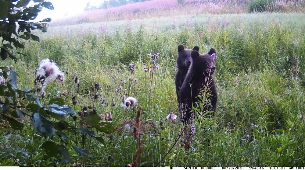 столбики 2.JPG