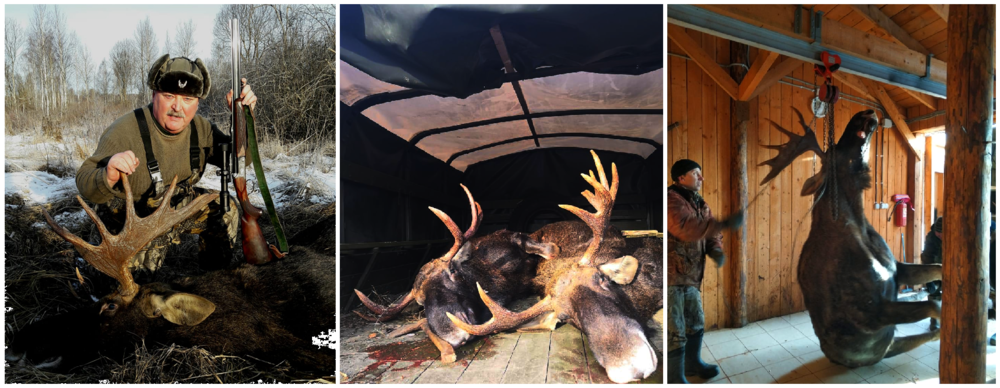 Лоси (загон).png