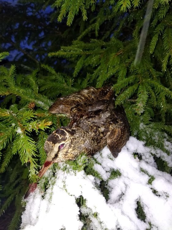 WhatsApp Image 2021-04-25 at 13.03.41.jpeg