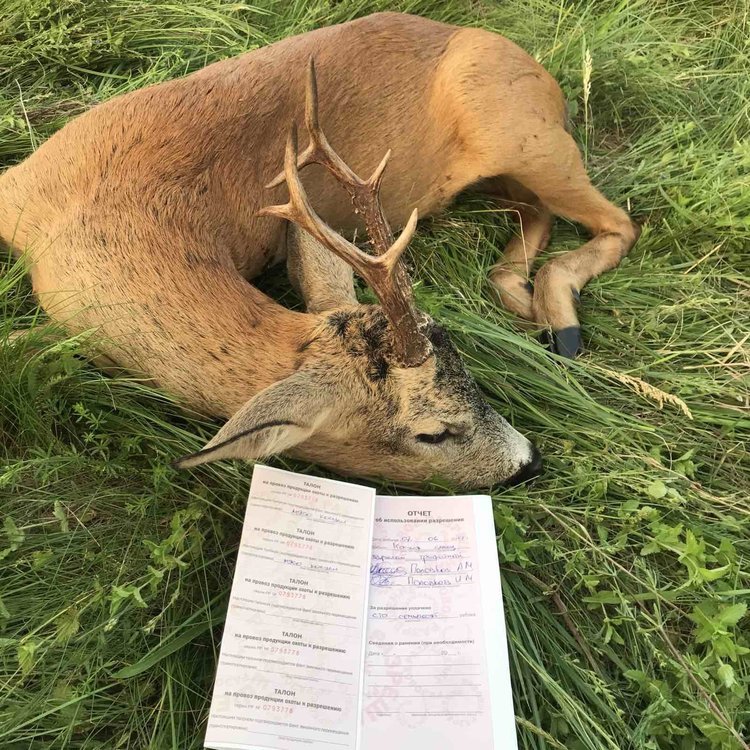 половков 3.jpg