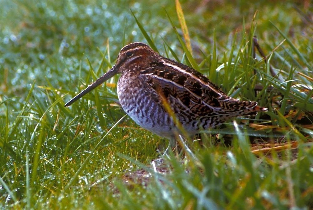 snipe-bird-photo.jpg