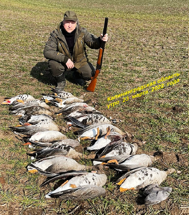 Гуси Калининград 3.png