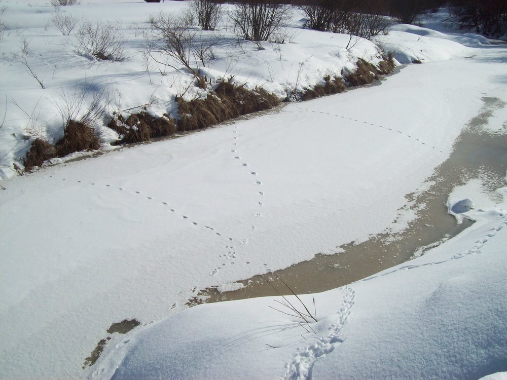 02.04.22 - следы на льду.JPG