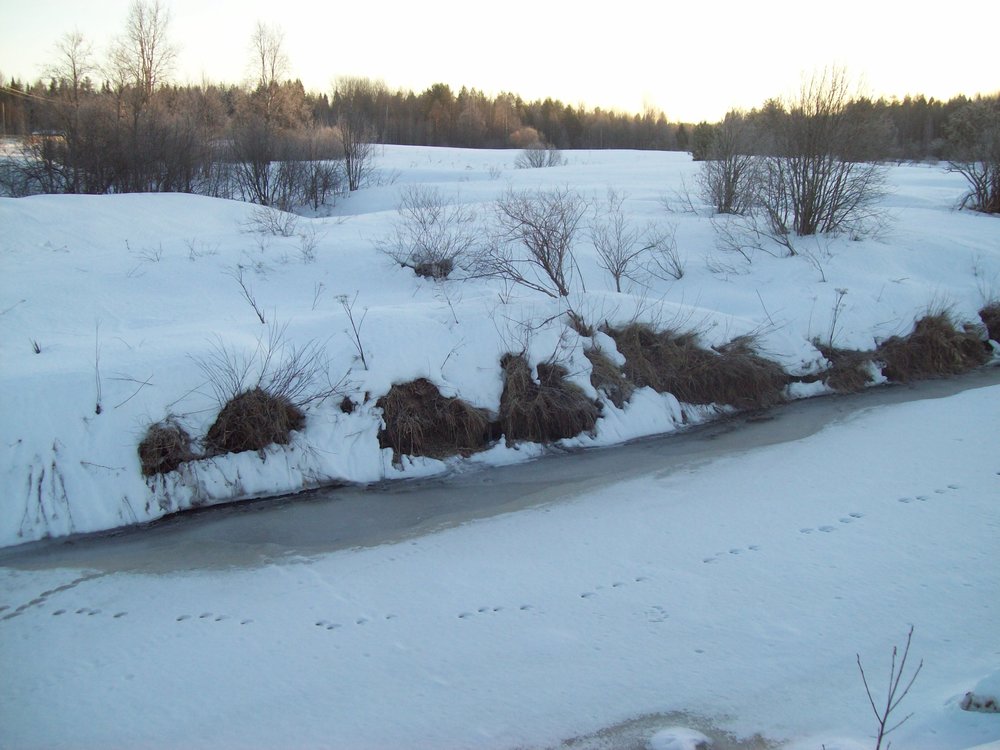 бобровые норы.JPG