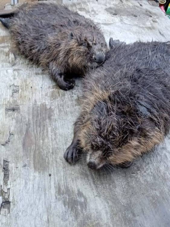 две шкурки.jpg