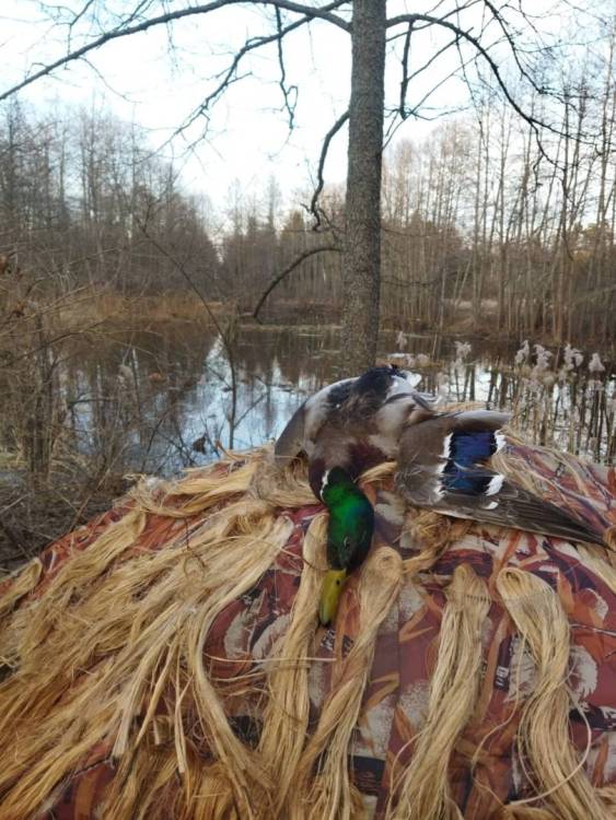 Изображение WhatsApp 2023-04-08 в 18.55.39.jpg